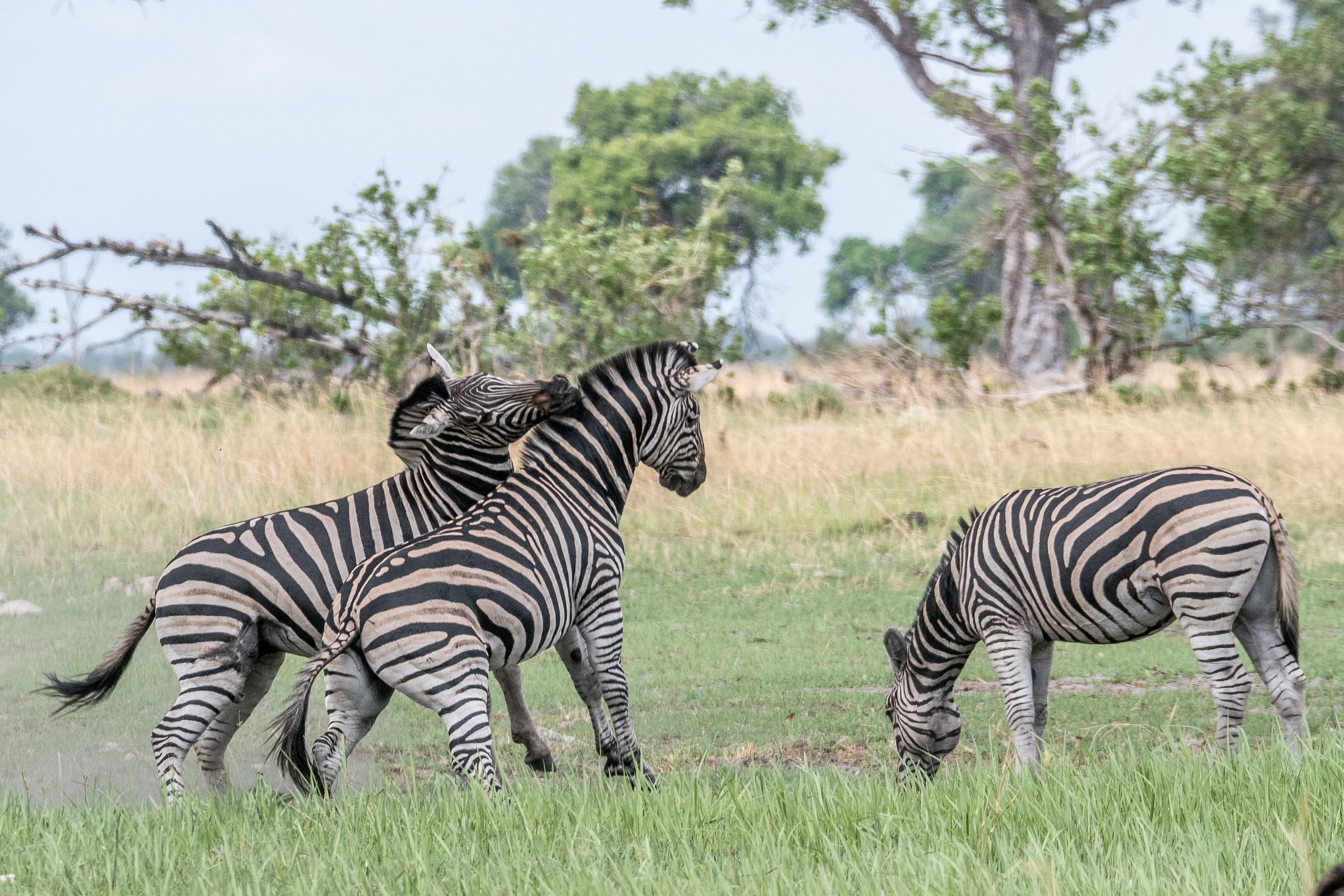 Zèbres de Burchell (Burchell's zebra, Equus burchelli), combat d'étalons 
pour la conquête d'une femelle -1-, Shinde, Delta de l'Okavango, Botswana.